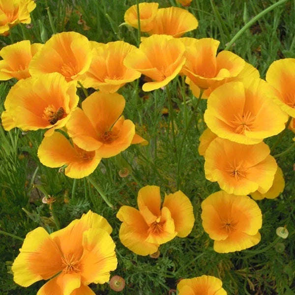 California Golden West Poppy Seeds - 200+ Pack - Eschscholzia californica - Vibrant Yellow-Orange Flowers for Gardens