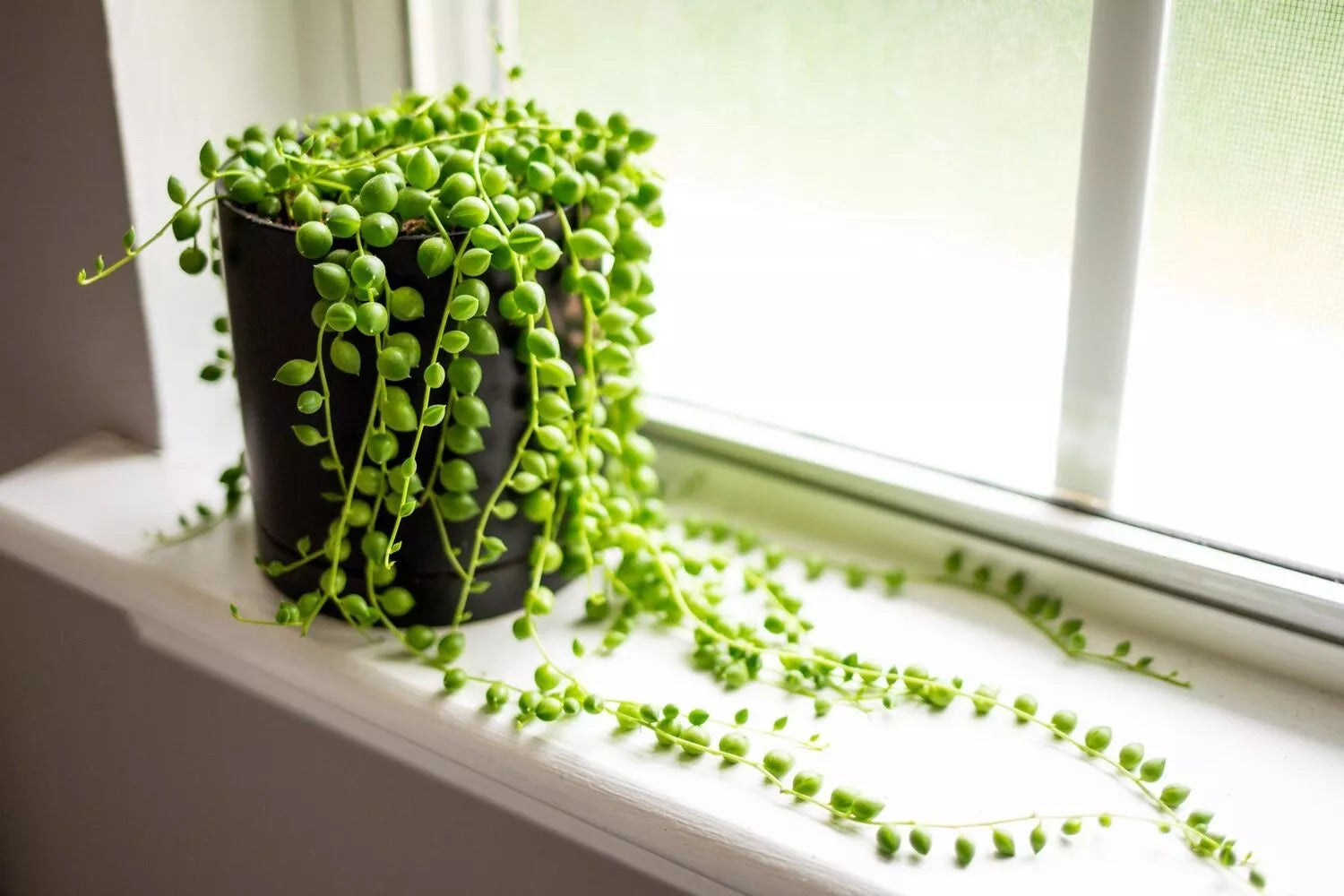 String of Pearls Cuttings 3-4 Inch Senecio rowleyanus Succulent Plant Propagation for Rooting