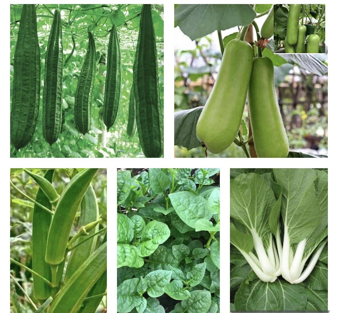 Asian Vegetable Seeds Bundle - 10 Packets Non-GMO Heirloom Organic Seeds for Home Garden, Urban Farming, and Culinary Use