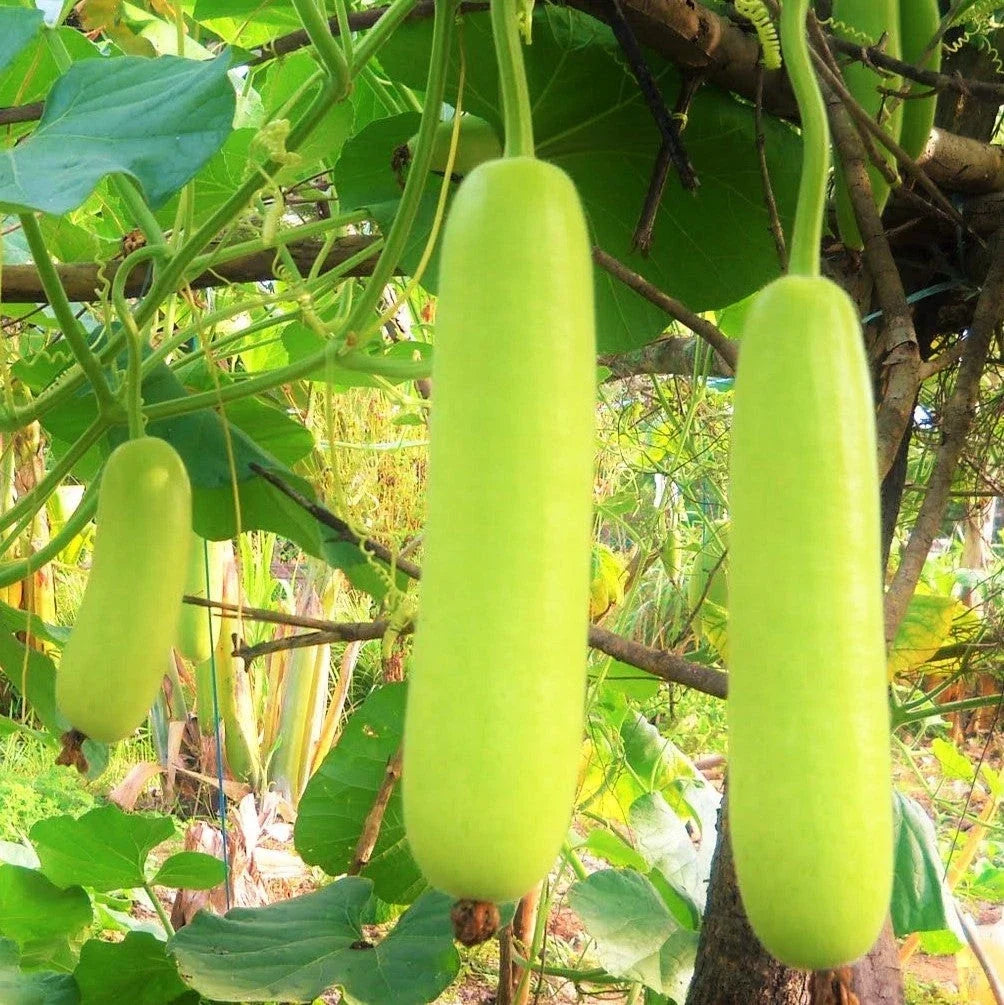 Calabash Bottle Gourd Seeds - 10+ Pack, Lauki Dudhi Long, Cucurbita maxima, Climbing Vine, Non-GMO, for Home Garden & Container Planting
