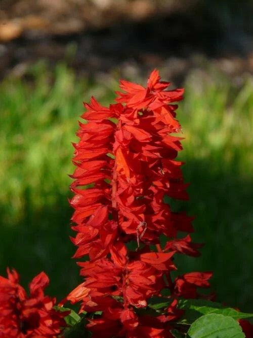 500+ Scarlet Red Sage Seeds | Wildflower Herb Seeds | Salvia Coccinea | Attracts Pollinators