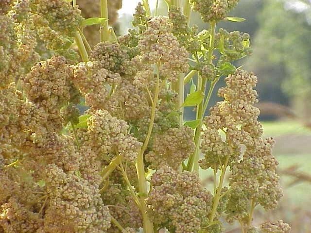 White Quinoa Seeds - 200 Organic Chenopodium quinoa Seeds for Flour & Sprouts