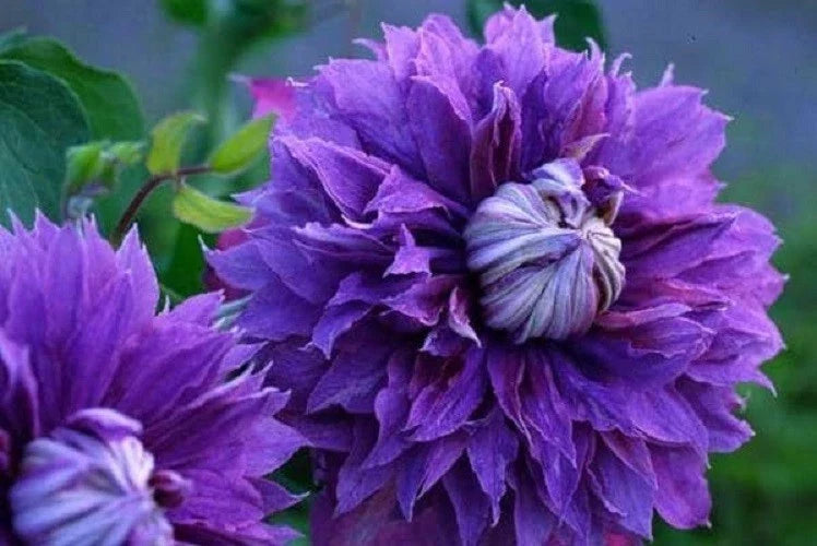25 Double Purple Clematis Seeds | Perennial Climbing Flower Seeds | Clematis × jackmanii, Clematis 'Duchess of Edinburgh'