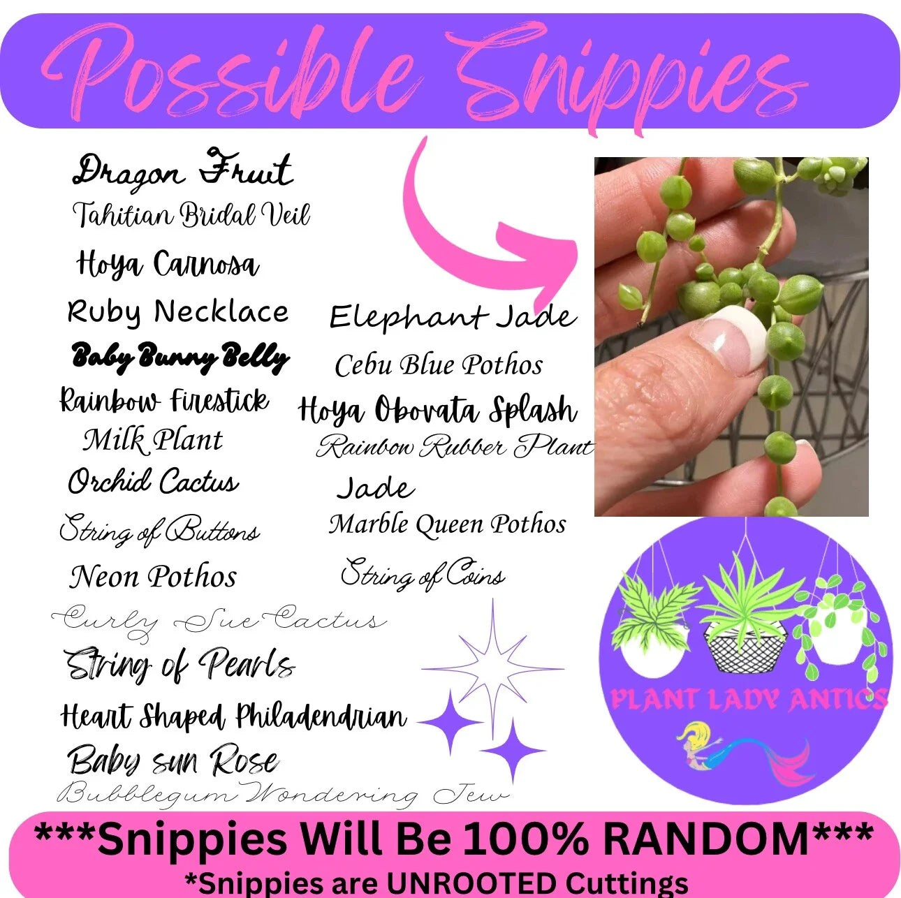 Mystery House Plant Cuttings Set of 6 | Indoor Propagation Variety for Home Decor | Healthy, Thriving Houseplant Clippings