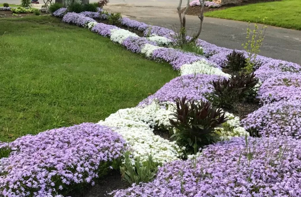 Creeping Phlox Bundle of 6 Bare Root Plants - Lavender & White Ground Cover - Deer-Proof Perennials - Phlox subulata