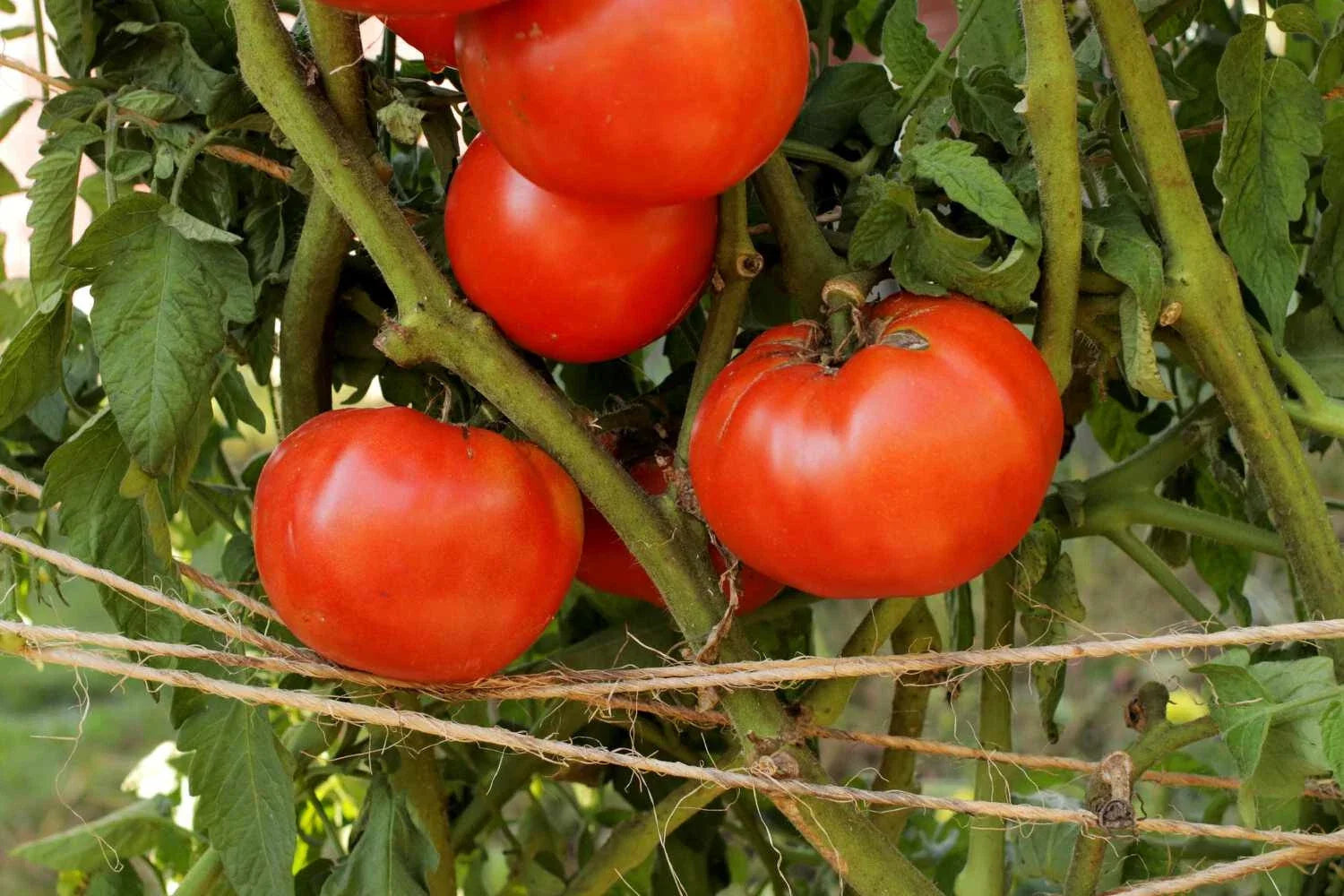 Beefsteak Tomato Live Starter Plants Set of 2 – Heirloom, Juicy Red Tomatoes, Lycopersicum esculentum