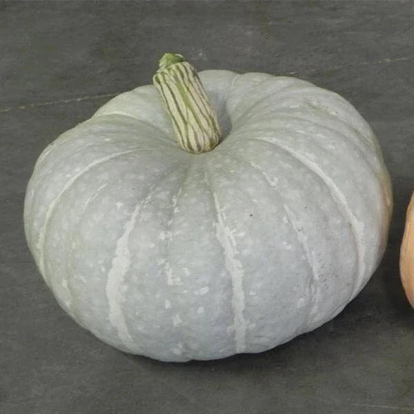Silver Moon Pumpkin Seeds - Cucurbita pepo, Silver Stacker Variety, 10 Seeds Packet, Vining, Full Sun, Decorative & Culinary