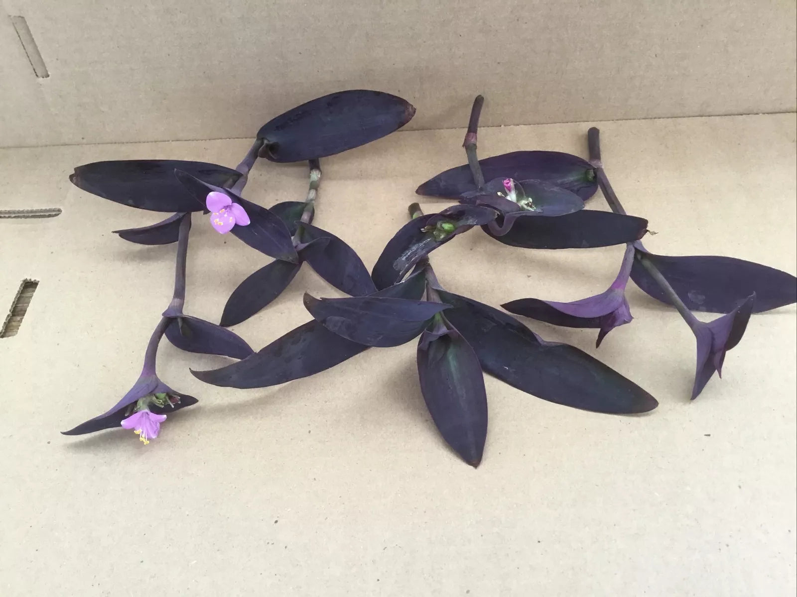 Purple Jade Cuttings 6 Pack, Crassula ovata var. Gollum, Succulent, Drought-Tolerant, Easy to Grow, Indoor & Outdoor Plant