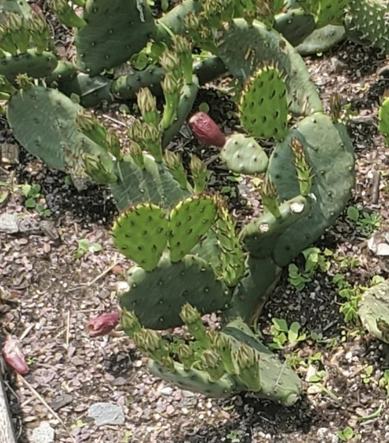 Eastern Prickly Pear Cactus Cutting, Opuntia humifusa, Cold Hardy, Drought Tolerant, Indoor & Outdoor Plant