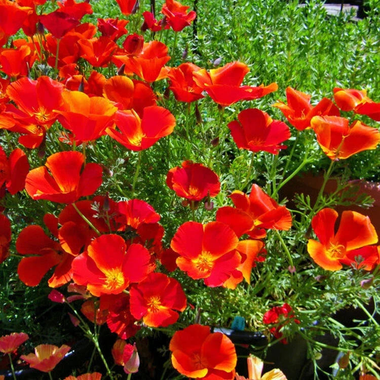 California Poppy Seeds - Red Chief Variety - Non-GMO Flower Seeds - Eschscholzia californica for Gardens, Borders & Containers