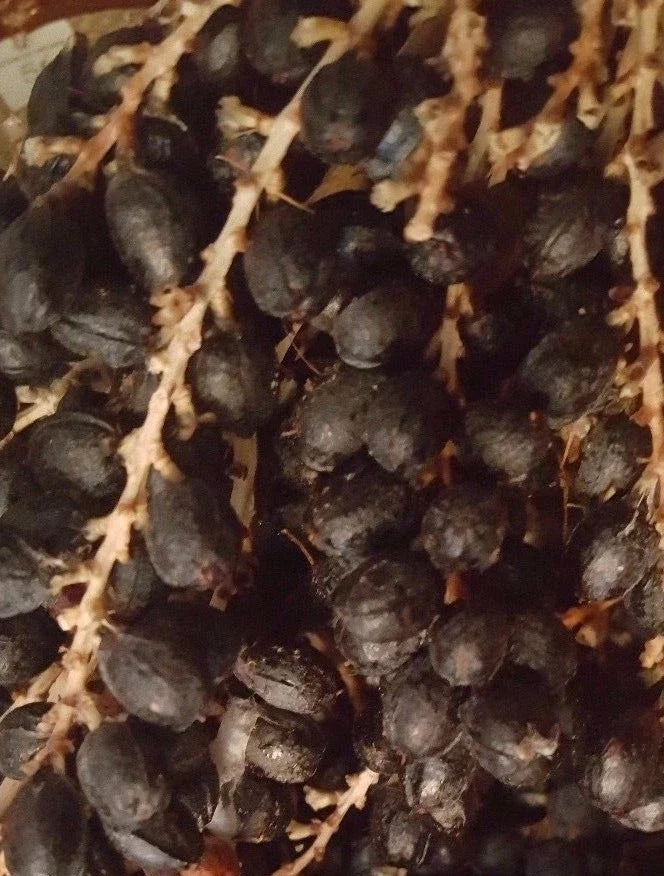 California Fan Palm Seeds - 50+ Fresh Washingtonia Filifera Seeds for Landscaping & Gardening