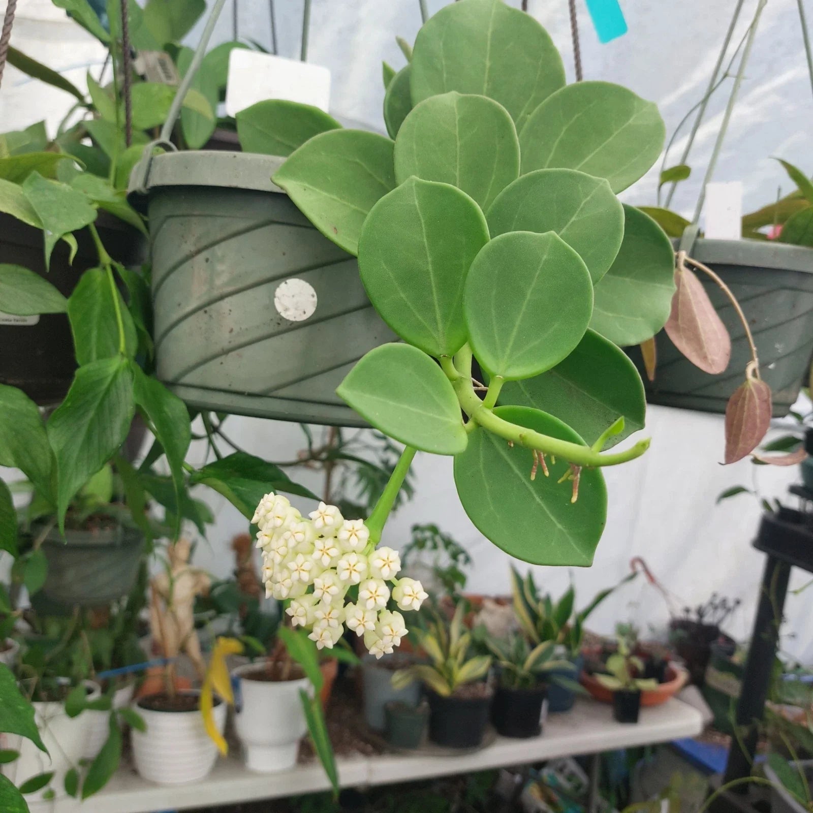 Hoya Pachyclada Plant in 3" Pot | Rare Exotic Indoor Houseplant | Climbing Hoya | Air-Purifying Plant
