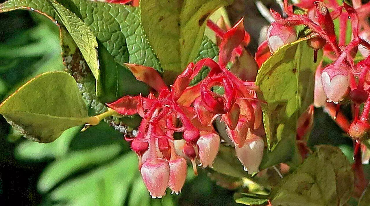 Salal Seeds 1001 Count, Gaultheria shallon, Hardy Evergreen Shrub with Edible Berries, Native Plant Gardening