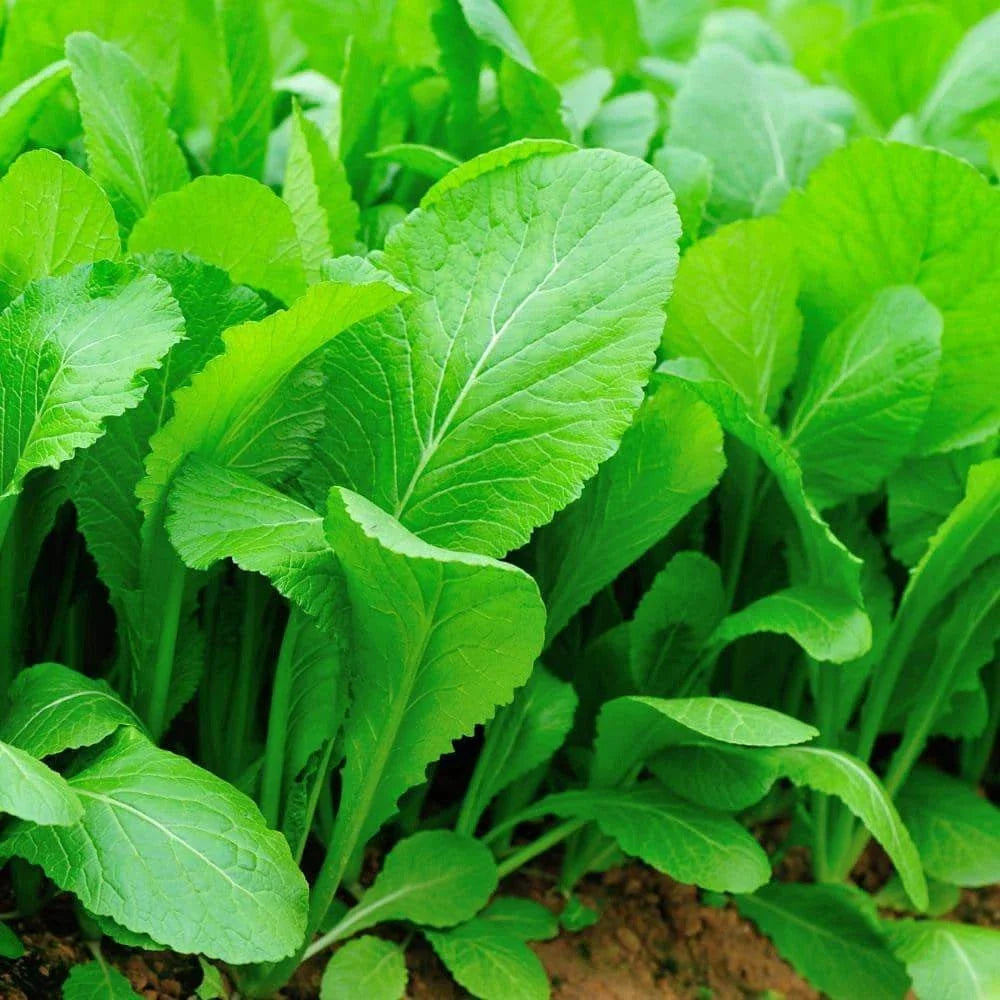 Tendergreen Mustard Seeds - Organic Spinach Mustard, Komatsuna Variety, Non-GMO, Heirloom Seeds for Gardening