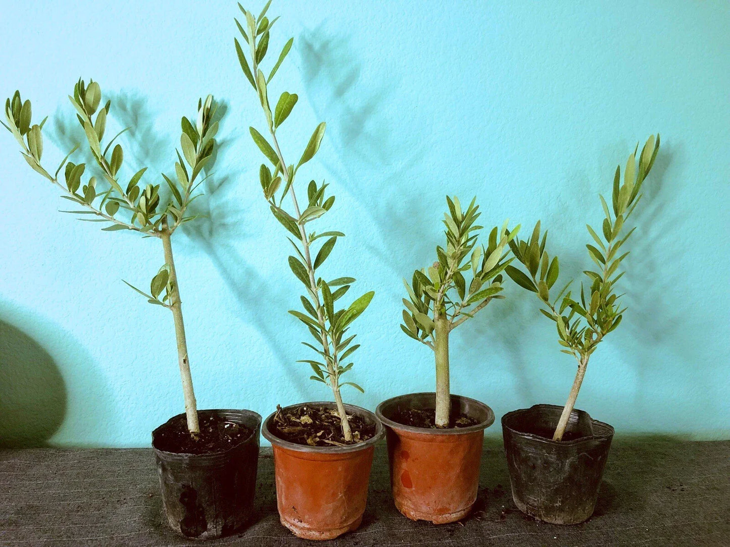 Heart Leaf Philodendron Cuttings - 10 Unrooted Live Propagation Plants - Philodendron hederaceum