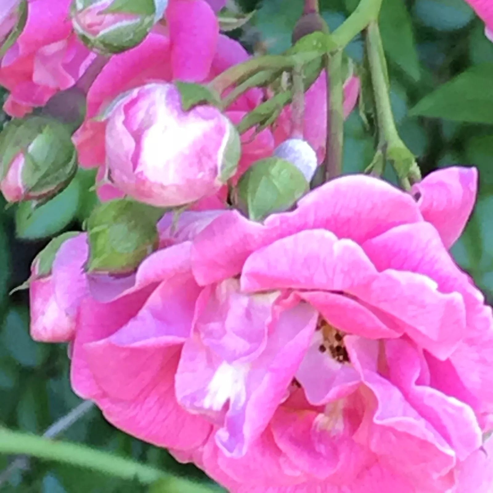 Heirloom Pink Seven Sisters Roses Climbing Bushes Live Plants, 10-15 Inches, Fragrant Pink Blooms, Climbing Rose Rosa 'Seven Sisters'