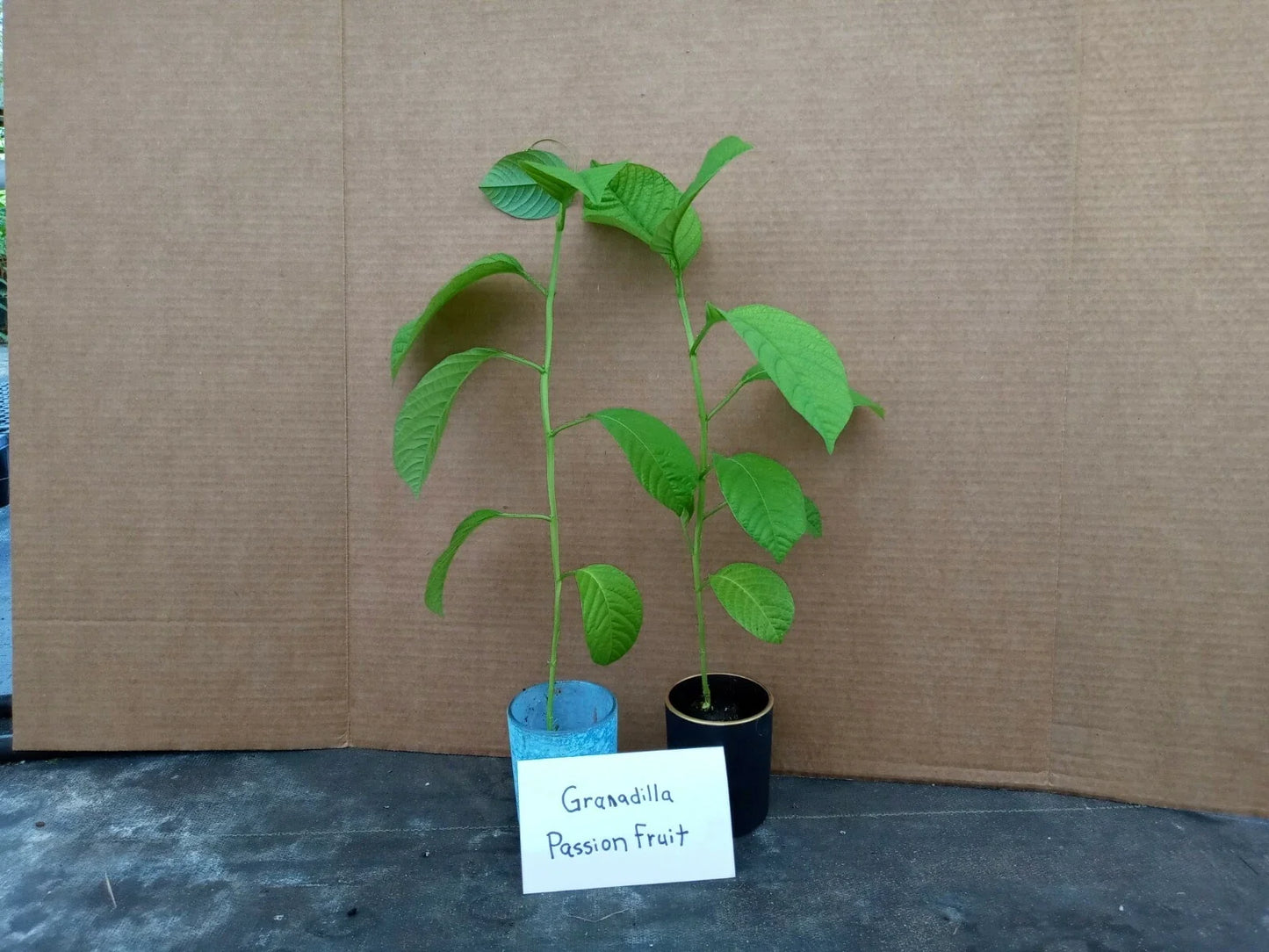 Giant Granadilla Passion Fruit Plants - 4 Starter Plants - Passiflora edulis - Pesticide-Free, Non-GMO, Free Shipping
