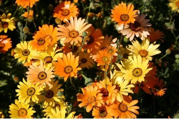Dimorphotheca Flower Seeds - Mixed Colors - 2-Inch African Daisy Blooms - Ornamental Garden Seeds