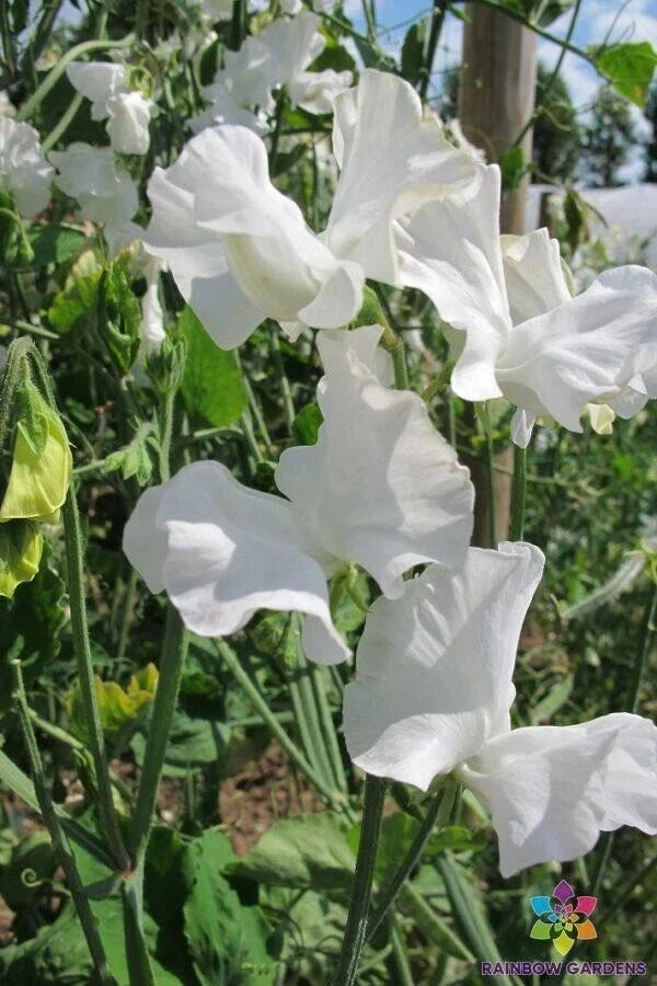 Royal Wedding Sweet Pea Seeds - 50+ Pack, Fragrant Climbing Vine, Lathyrus odoratus, White with Purple Edges, Garden Planting