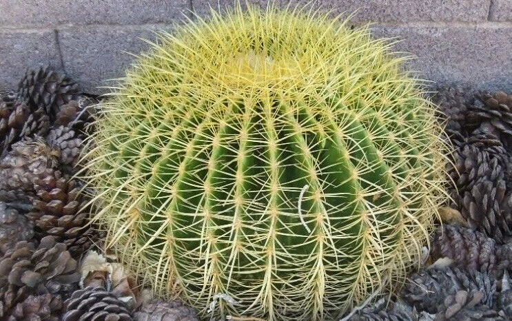 Golden Barrel Cactus Seeds - 100+ Echinocactus grusonii for Gardening and Planting