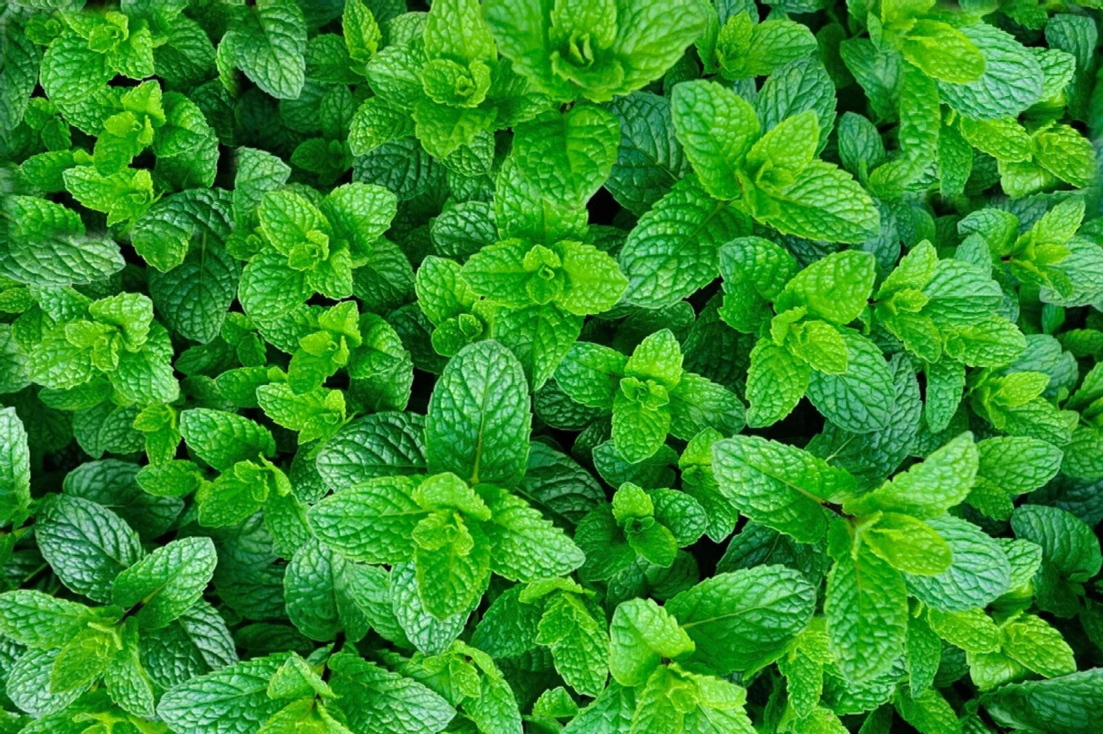 Organic Mojito Mint Plants - Mentha Villosa "Mojito" - Aromatic Culinary Herb, Fresh Mint for Cocktails & Cooking