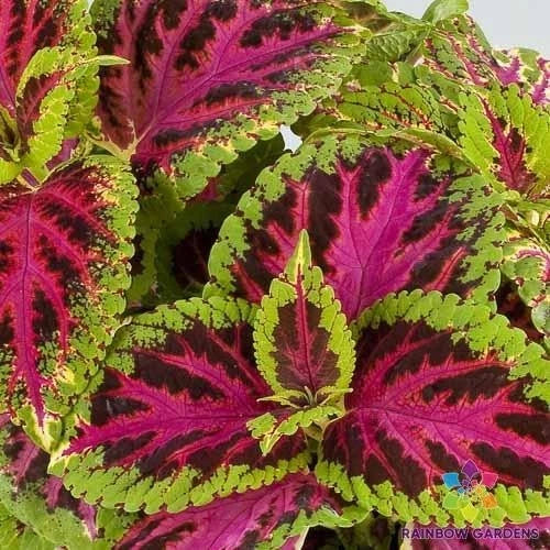 Coleus Seeds - 25+ Superfine Rainbow Color - Solenostemon scutellarioides - Garden, Container, Border Plants