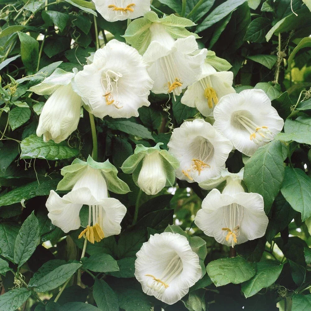 Brugmansia Suaveolens Seeds - White Angel's Trumpet Flower Seeds - Exotic Tropical Plant - 10 Seeds