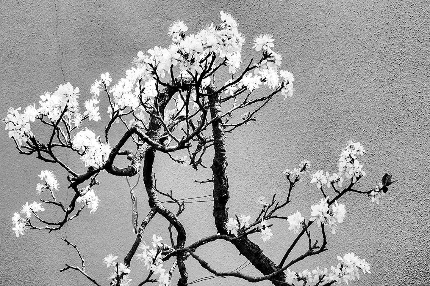 Cherry Tree Bonsai Seeds - 20 Pack for Planting, Prunus serrulata, Compact Growth, Pink Blossoms, Indoor & Outdoor Gardening