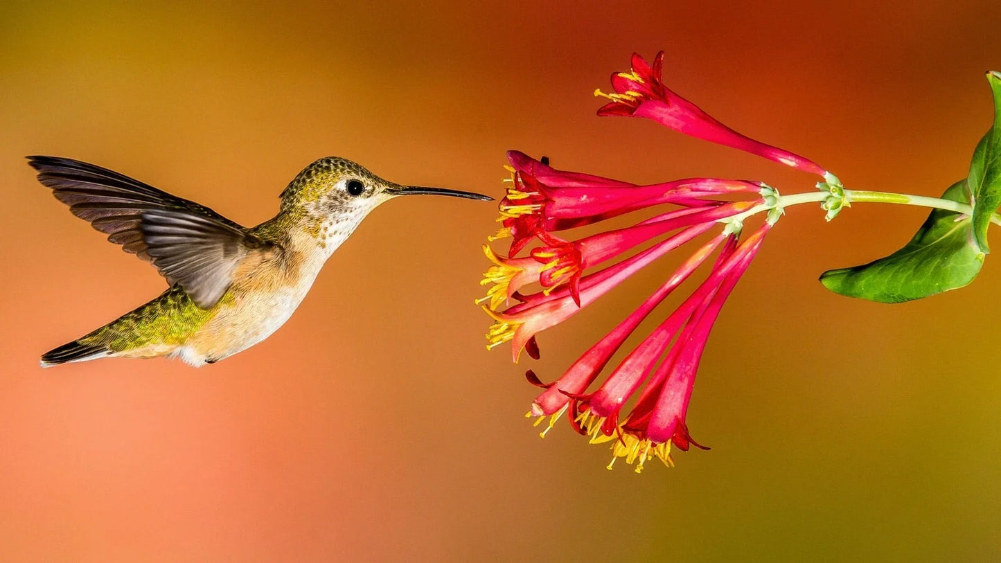 Hummingbird Wildflower Seed Mix - Perennial Garden Blend for Attracting Hummingbirds, Easy to Grow, Full Sun, 1 oz