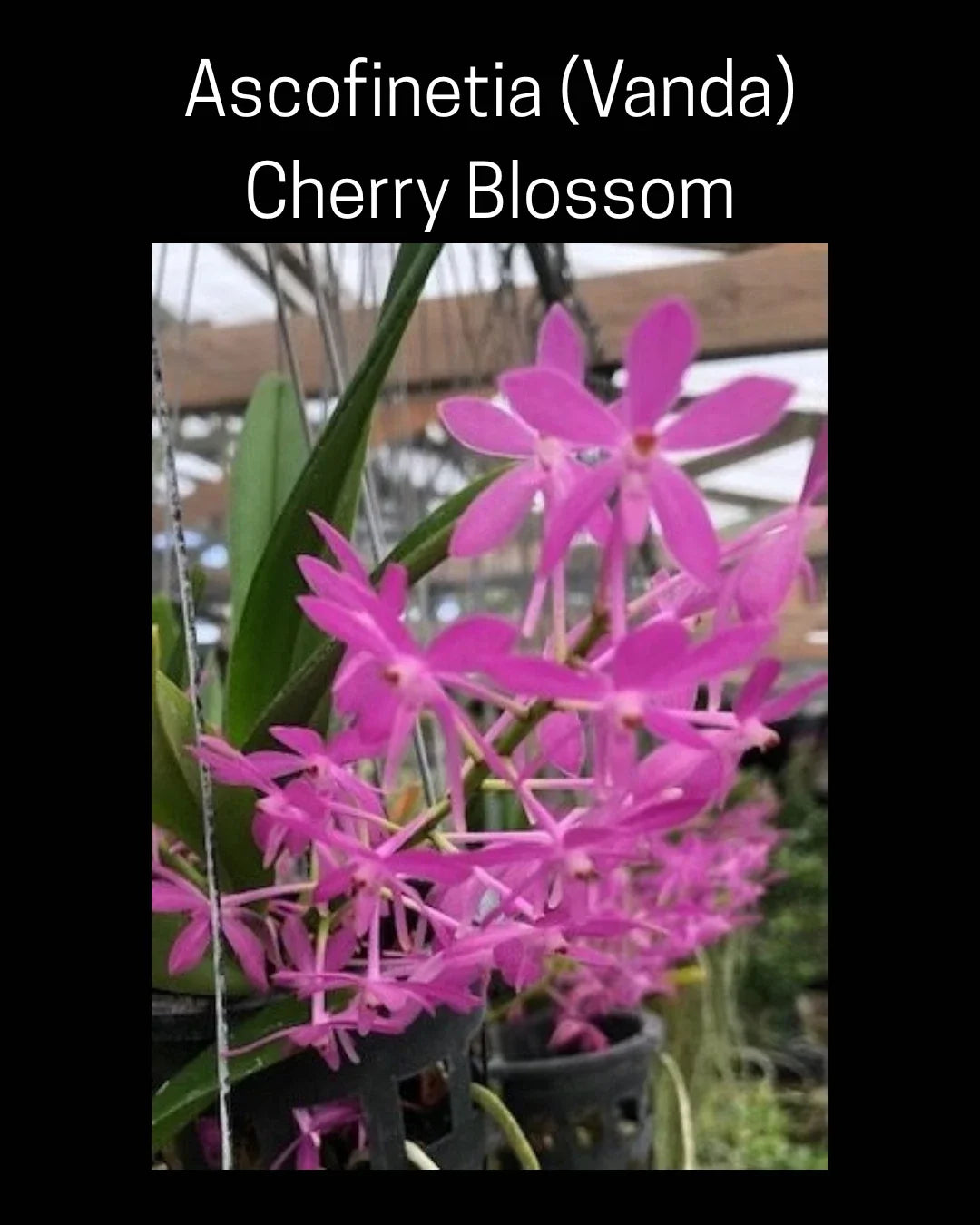 Ascofinetia Cherry Blossom Orchid in 3-Inch Pot, Fragrant Vanda Hybrid, Indoor Orchid, Epiphytic Flowering Plant