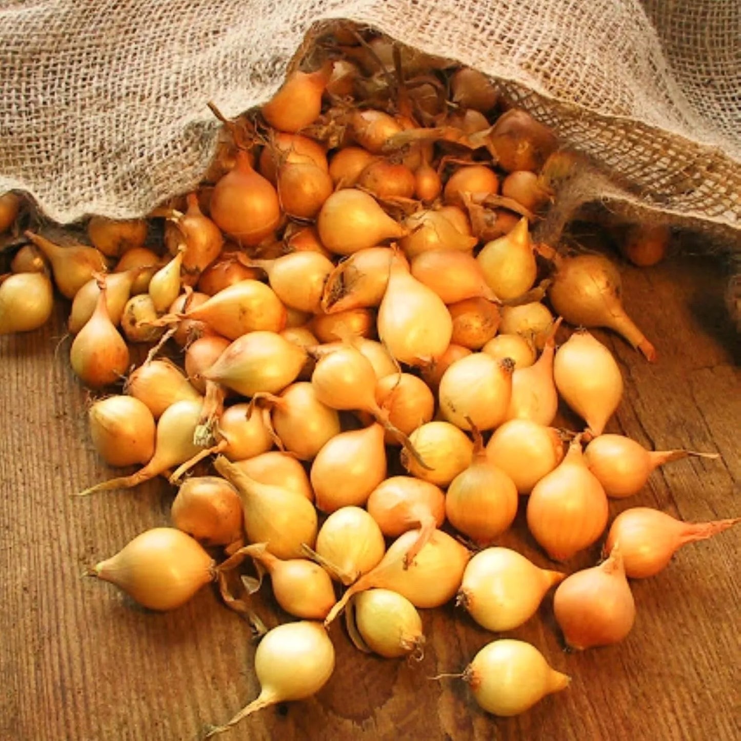 Stuttgarter Onion Sets for Planting - Bulb Variety, 1 lb - Allium cepa, Sweet Onion Bulbs for Gardening