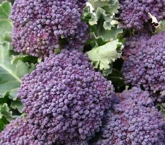 Purple Broccoli Seeds – Early Sprouting, Vibrant Purple Color, Brassica oleracea var. italica, Garden Vegetable, 500+ Seeds