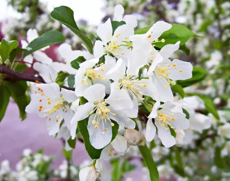 Red Jewel Crabapple Seeds - Malus 'Jewelcole' Fruit & Flowering Tree Seeds for Garden & Landscape