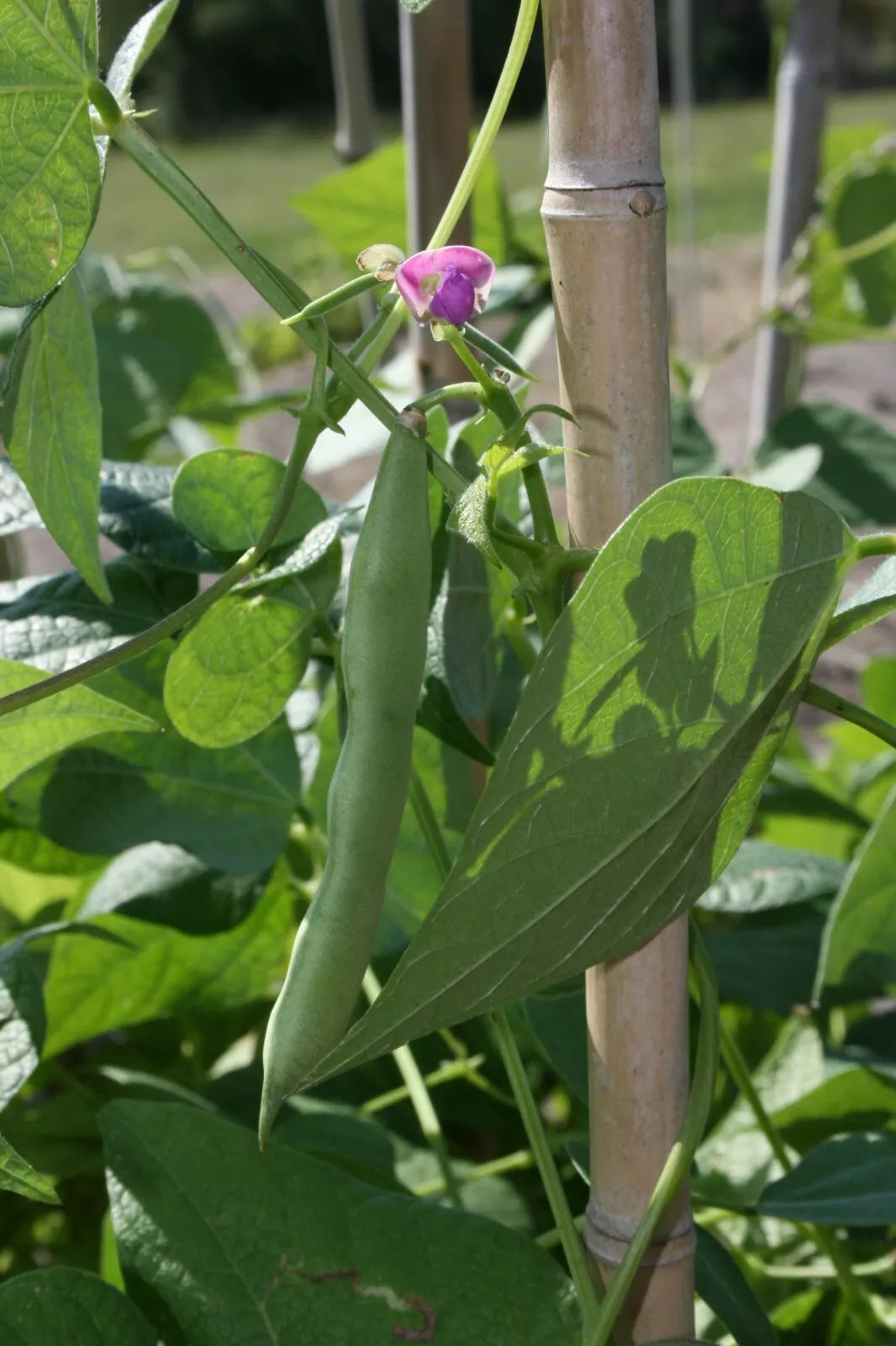Black Turtle Bean Seeds NON-GMO | Heirloom Shelling Dry Beans | Free Shipping