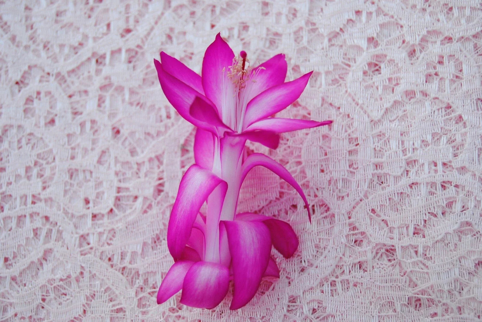 Christmas Cactus Starter Plant, Small Proud Tina Schlumbergera Truncata, Healthy Well-Rooted Houseplant for Home Decor