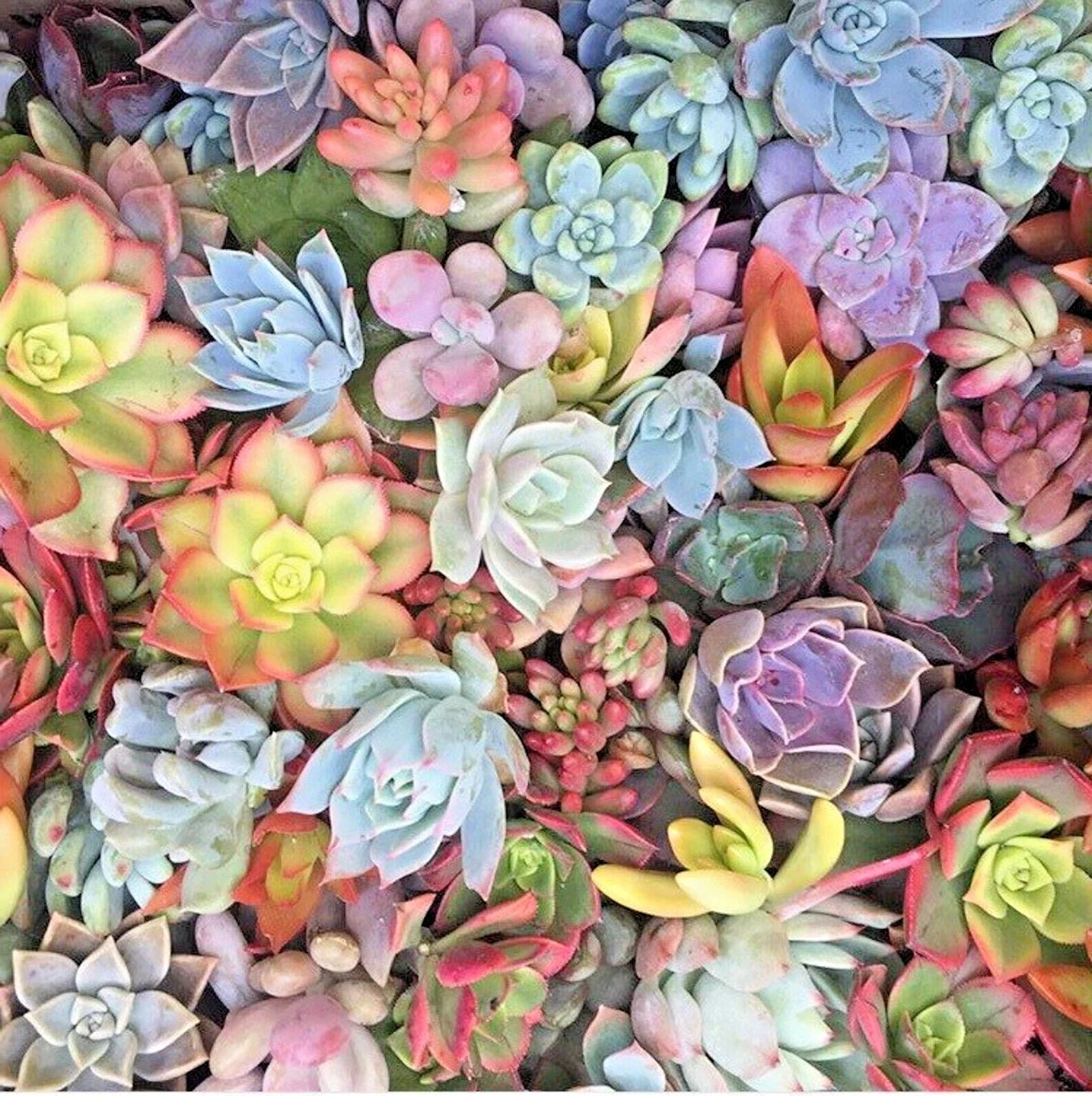 Mixed Succulent Cuttings 25 Pack - Pastel Rosettes & Red Jade Unrooted Plants for Propagation & DIY Arrangements