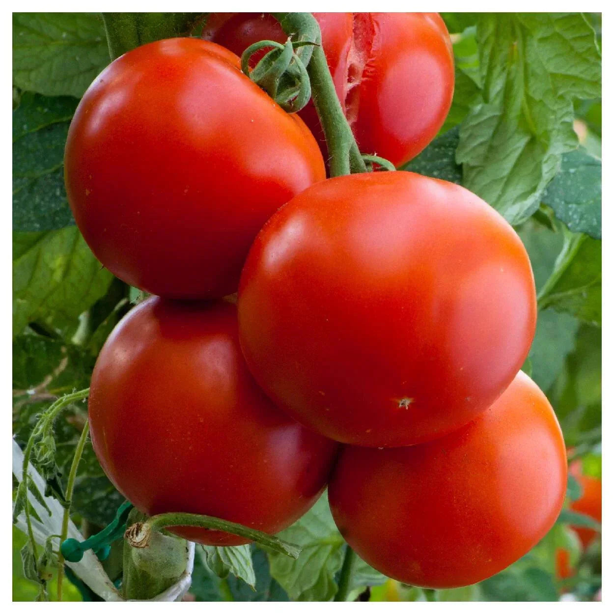 Florida Tomato Seeds Heirloom NON-GMO Determinate for Hot Humid Climate