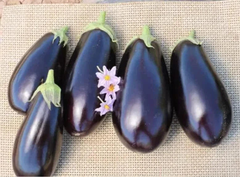 American Eggplant Seeds - 20 Seeds - Solanum melongena - All American Favorite, Vegetable Seeds for Garden, Organic, Heirloom