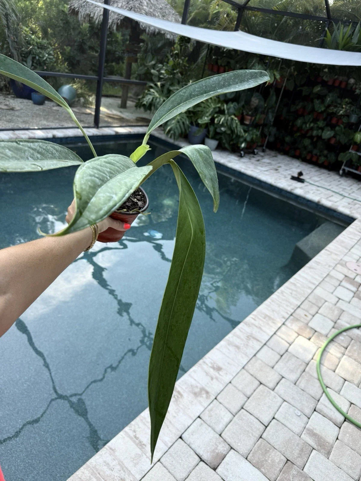 Anthurium Decurrens Live Houseplant - Tropical Green Foliage, Indoor Plant, Easy Care, Air-Purifying, 6-Inch Pot