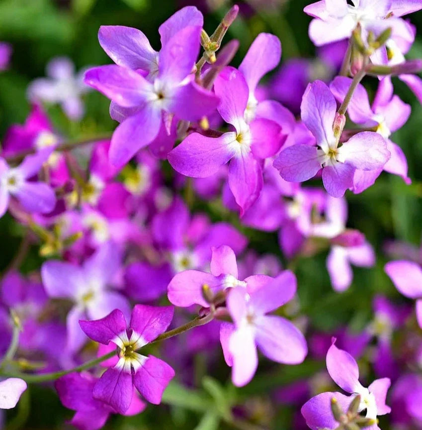 Evening Scented Stock Flower Seeds 2000+ Annual Wildflower - Matthiola longipetala