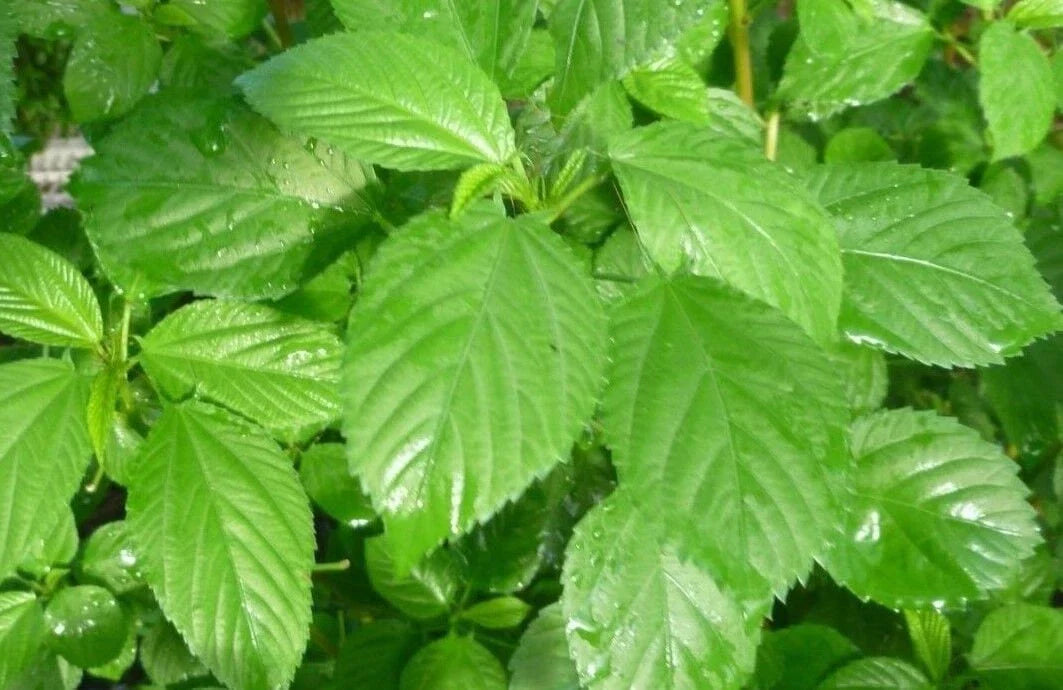 Molokhia Seeds - 100 Count Egyptian Spinach (Corchorus olitorius) for Home Gardening