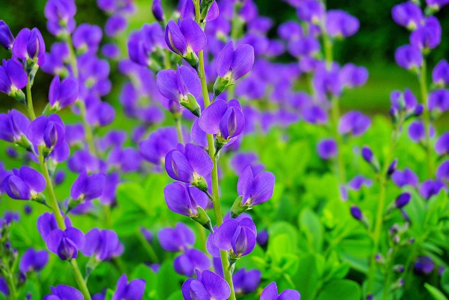 Wild Blue Indigo Bush Seeds 100 Pack - Baptisia australis Native Perennial Drought-Resistant Blue Flowers