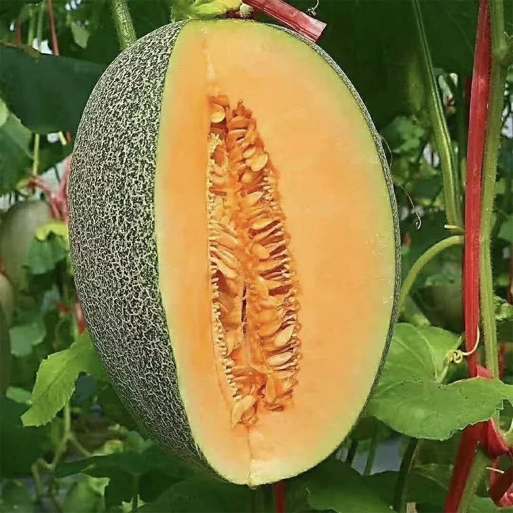 Cantaloupe Seeds 200+ Count Non-GMO Cucumis melo var. cantalupensis for Home Garden, Vining Fruit Seeds