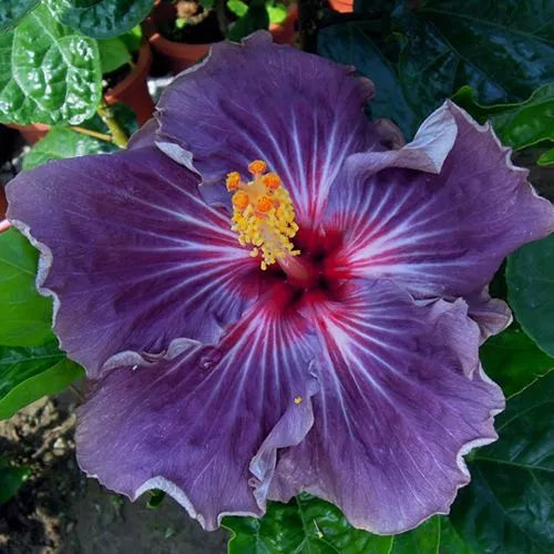Purple Hibiscus Seeds - 20 Perennial Flower Seeds for Blooming, Hibiscus rosa-sinensis, Purple Flowers, Easy to Grow, US Seller