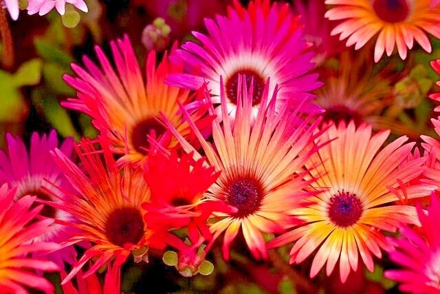 Ice Plant Seeds Mixed Colors 150, Livingstone Daisy Mesembryanthemum, Drought-Tolerant Ground Cover, Succulent Flowers