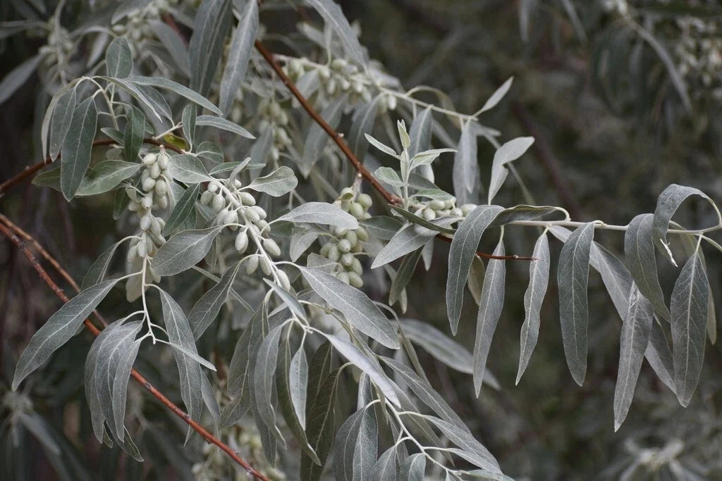 Russian Olive Tree Seeds - Elaeagnus angustifolia - Drought Tolerant Perennial Plant for Landscaping and Privacy Screens