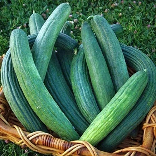 Armenian Dark Green Cucumber Seeds | Heirloom Non-GMO Organic Vegetable Seeds | Cucumis sativus