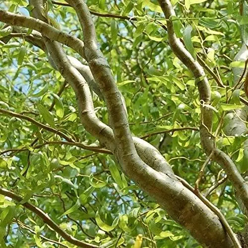 Green Curly Willow Trees - Live Tree Cuttings - Salix babylonica 'Tortuosa' - Unique Spiraled Branches & Green Foliage