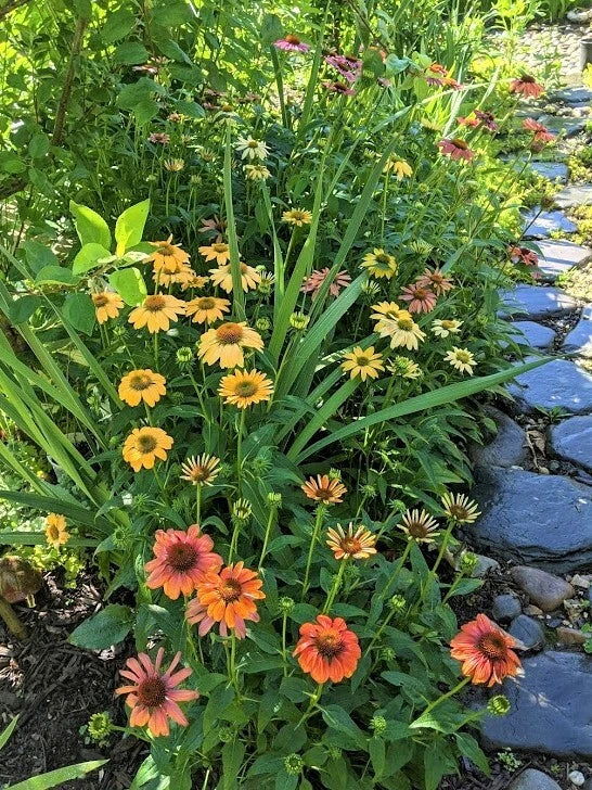 Echinacea purpurea Coneflower Plants - Cheyenne Spirit Perennials - Drought Tolerant, Pollinator Attracting, Easy Care