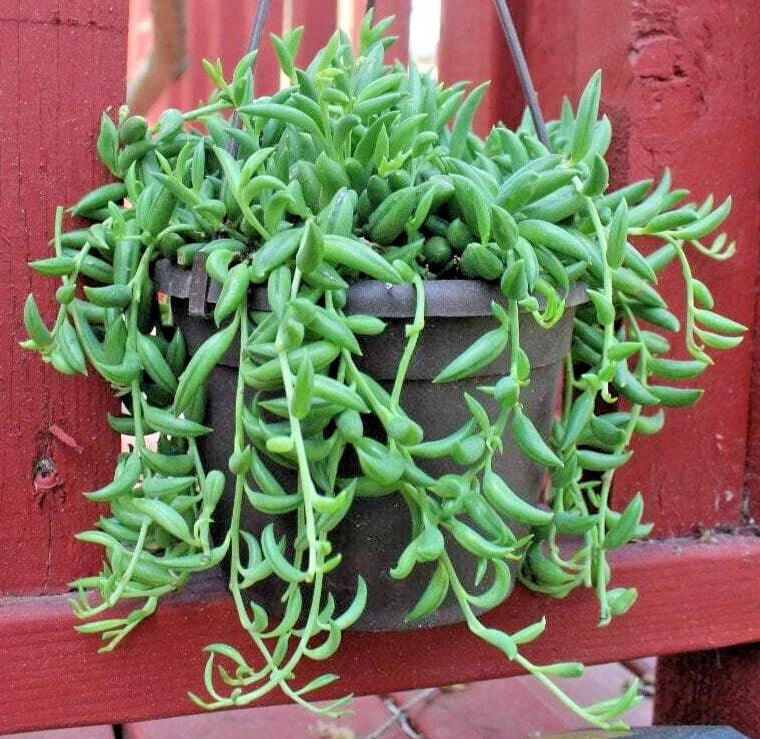 String of Bananas Cuttings 6" Long - Senecio Radicans - Unrooted Succulent Plant